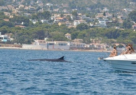 Un rorcual en aguas de Dénia.