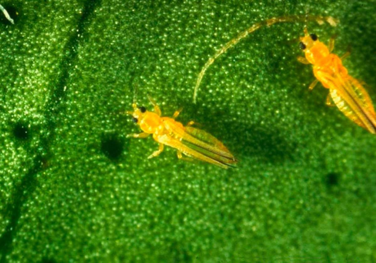 Dos ejemplares de la nueva plaga alimentándose sobre la piel de una naranja.