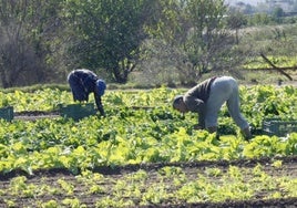 Dos labradores recolectan lechugas en la huerta valenciana.