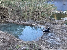 Manantial puesto en valor dentro de los trabajos de restauración ambiental del pantano.