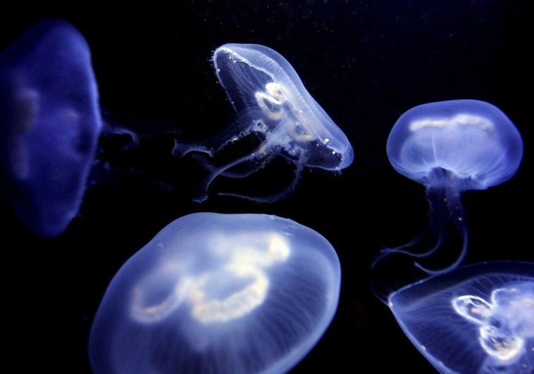 Medusas luna (Aurelia aurita) en la exposición del Aquarium de Barcelona.