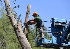 Un trabajador poda árboles en la Devesa del Saler.