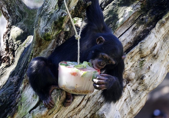 Chimpancé degusta el aperitivo en las ramas.