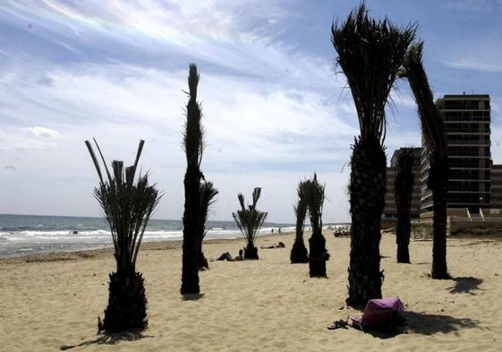 La playa ilicitana de Arenales del Sol