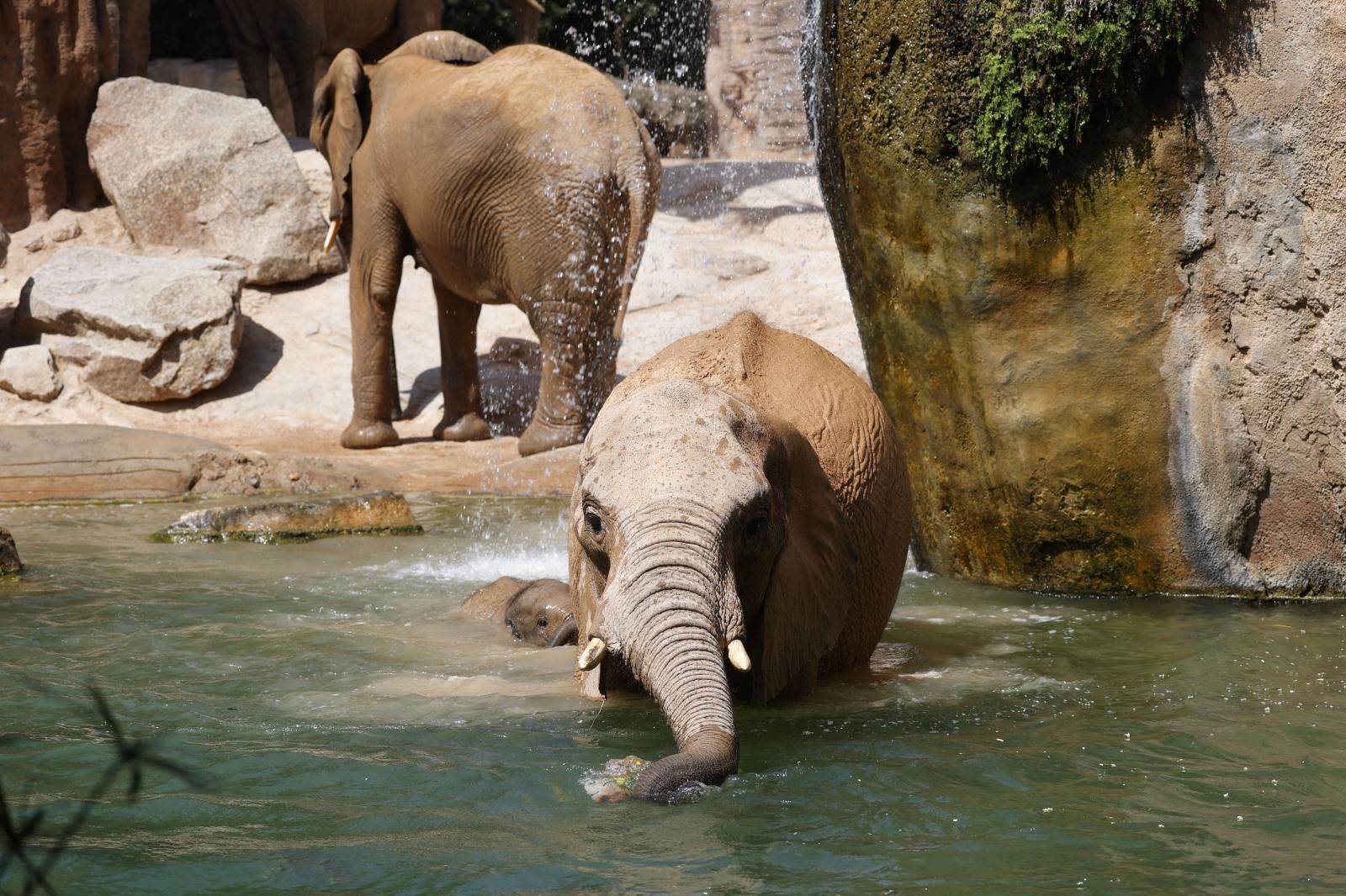 Helados gigantes, lluvia artificial y baños para los animales de Bioparc ante el calor