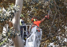 Técnicos durante la revisión y poda de los ficus de Valencia.