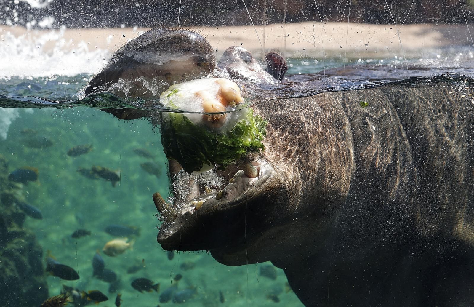 Helados gigantes, lluvia artificial y baños para los animales de Bioparc ante el calor