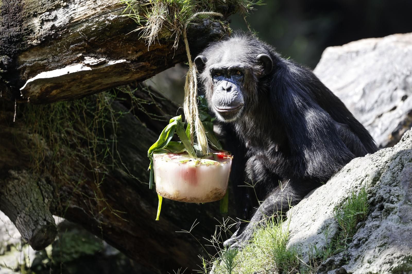 Helados gigantes, lluvia artificial y baños para los animales de Bioparc ante el calor