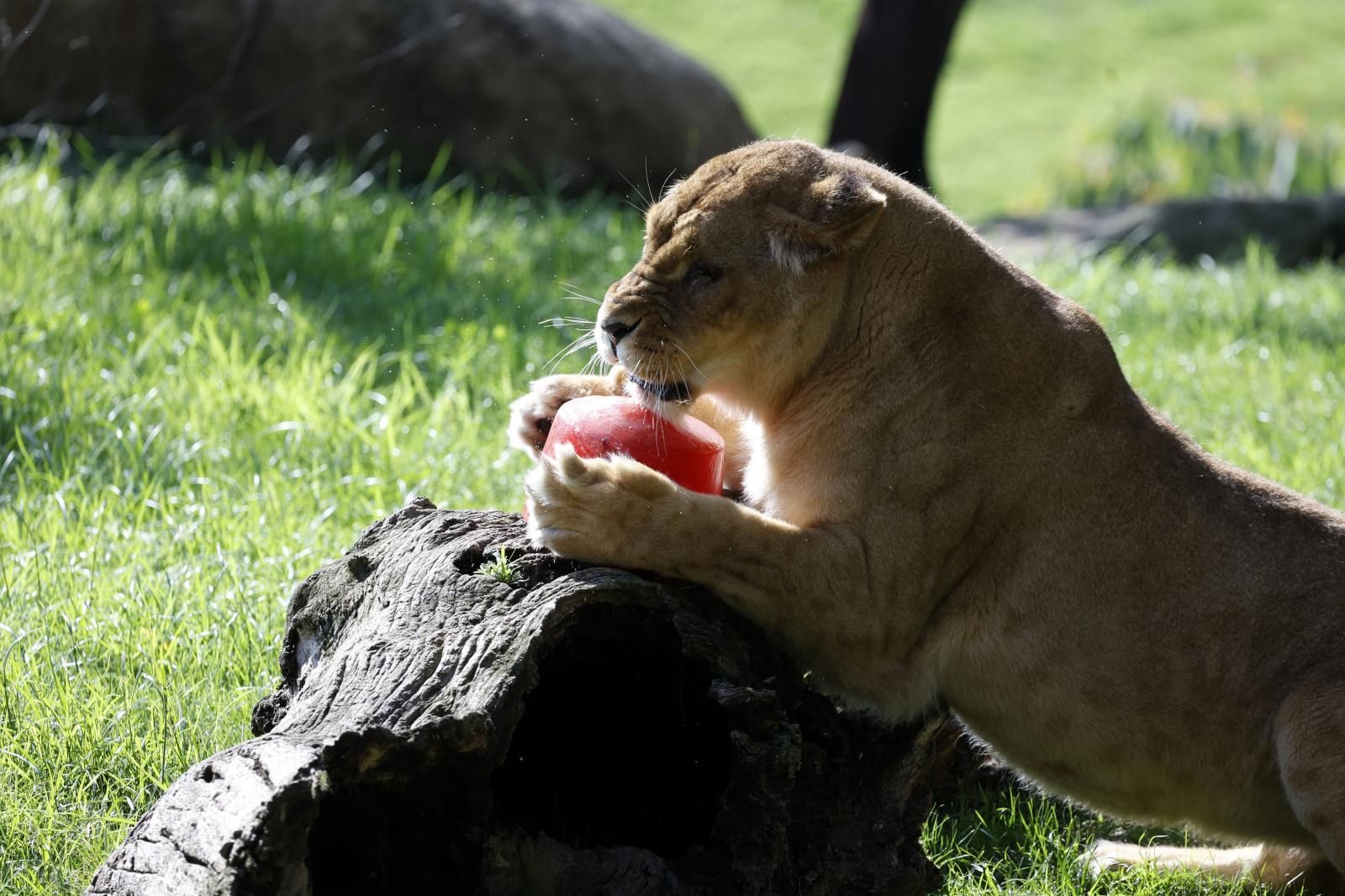 Helados gigantes, lluvia artificial y baños para los animales de Bioparc ante el calor