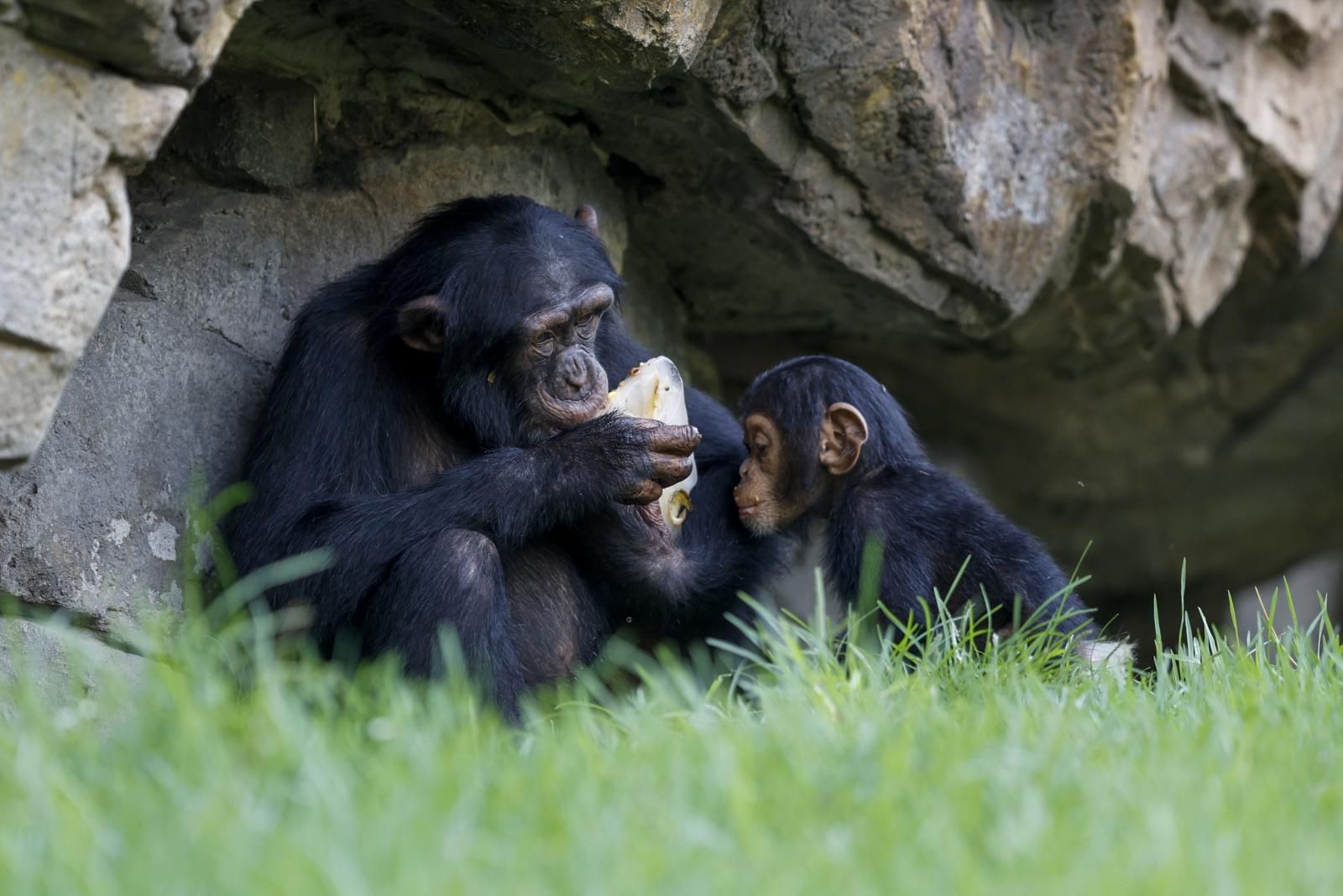 Helados gigantes, lluvia artificial y baños para los animales de Bioparc ante el calor