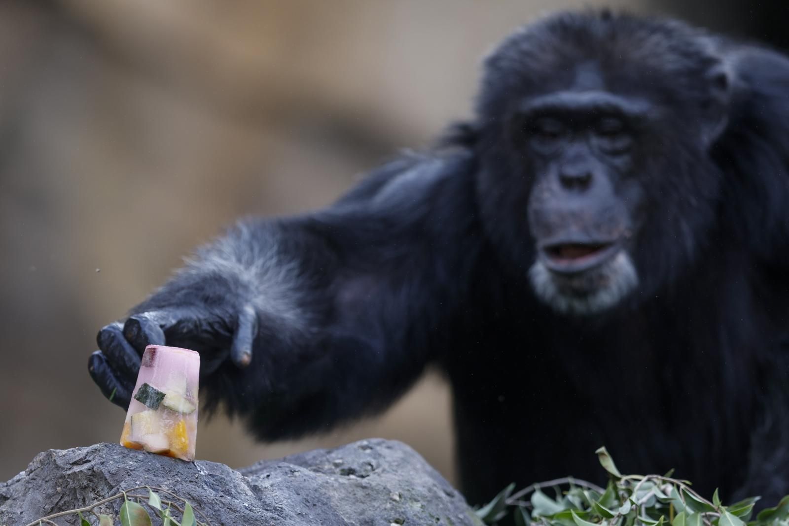 Helados gigantes, lluvia artificial y baños para los animales de Bioparc ante el calor