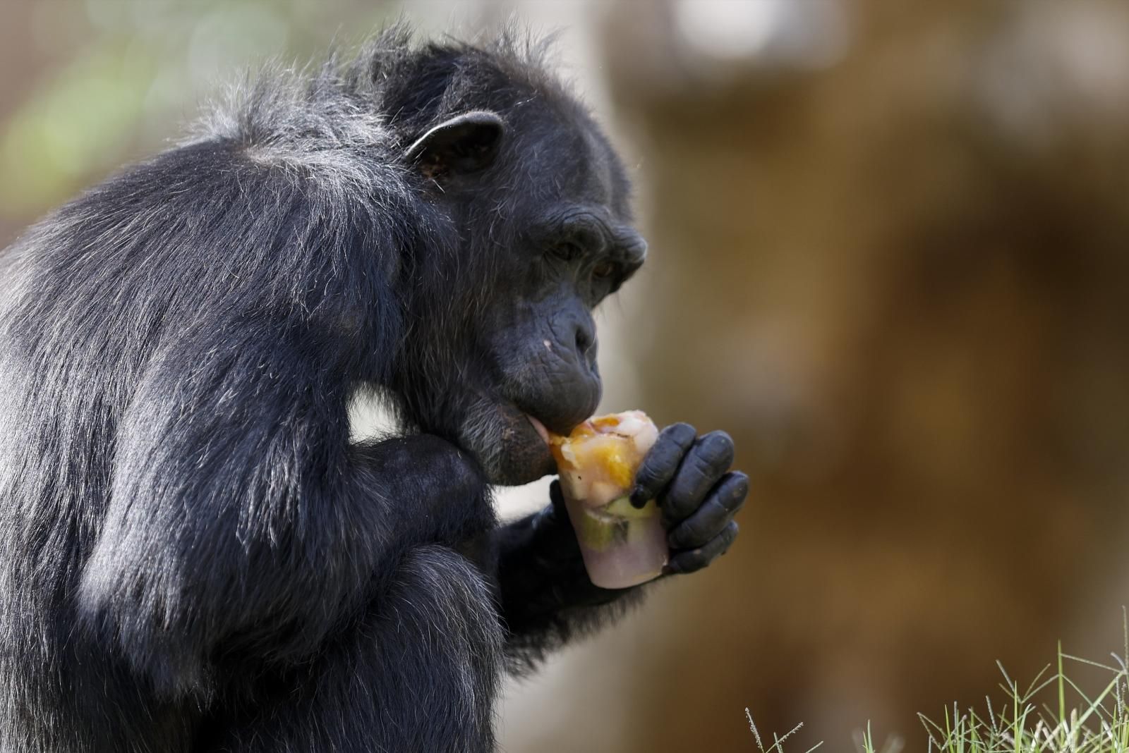 Helados gigantes, lluvia artificial y baños para los animales de Bioparc ante el calor