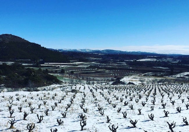 El viñedo en invierno.