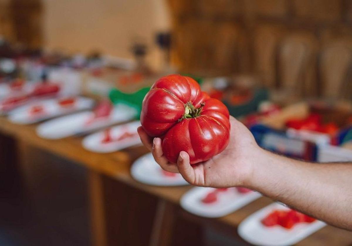 Els Magazinos elegirá el mejor tomate de la Comunidad Valenciana en el V Concurso ‘La Millor Tomaca de La Marina’ 