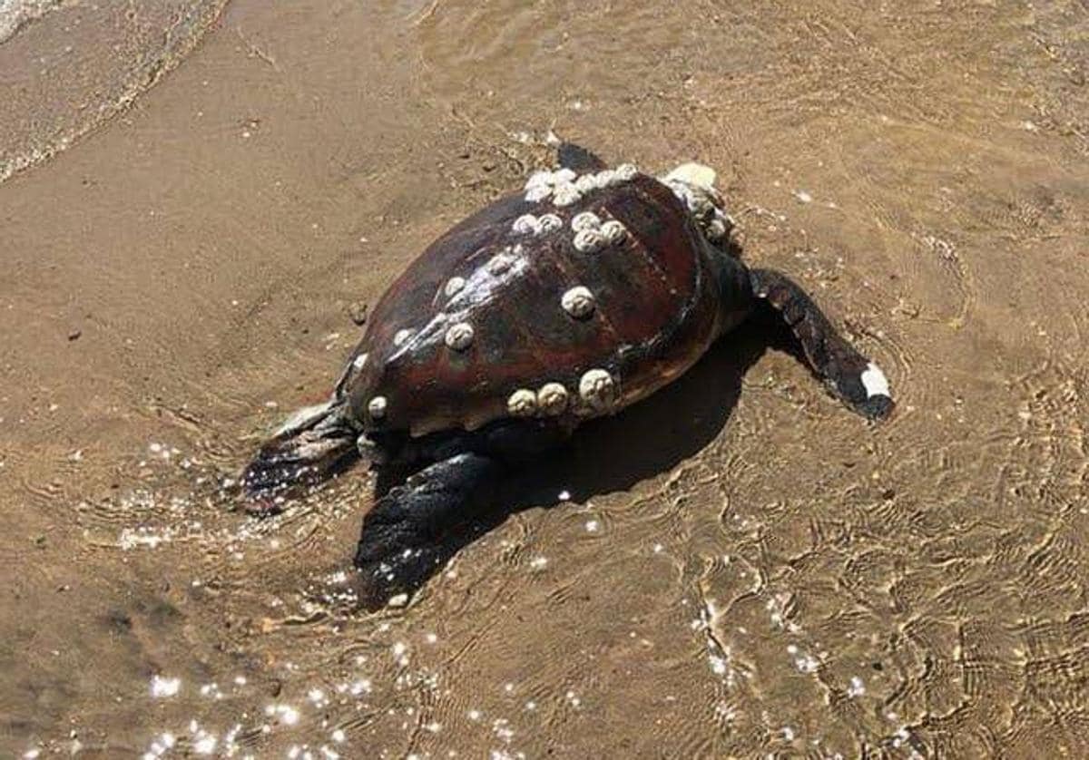 Un tortuga pone 117 huevos en la playa de Arenales del Sol de Elche 