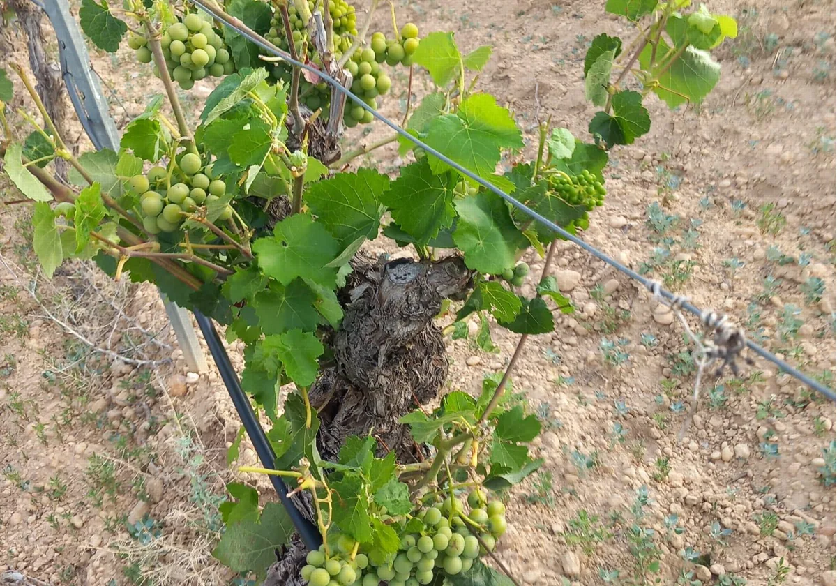 La Unió denuncia daños de ocho millones por la fauna salvaje en la comarca de Utiel -Requena 