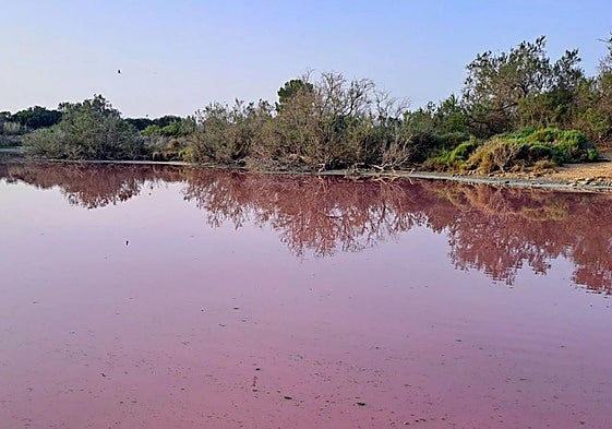 El agua de la Albufera de color rosado.