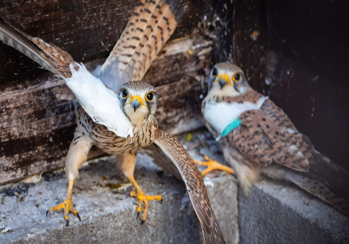 Los centros de recuperación de fauna de la Comunitat acogerán especies exóticas 