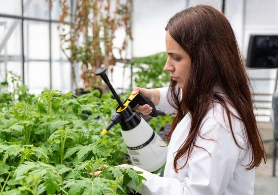 Un equipo del CSIC y la UPV descubre un sistema sencillo y barato para proteger a los tomates del ataque de bacterias