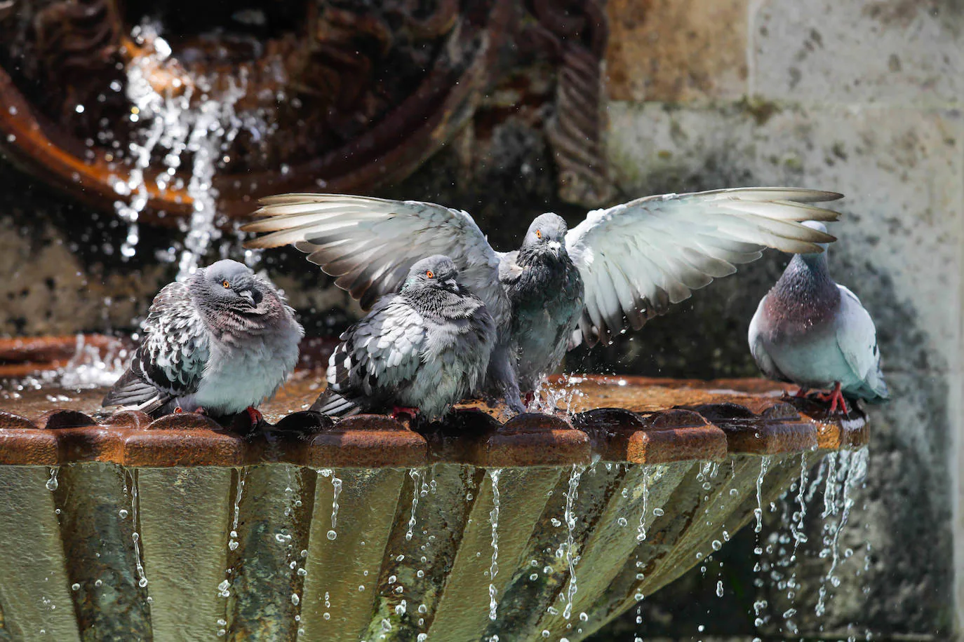 Castellón ha capturado más de 1.500 palomas en lo que va de año 