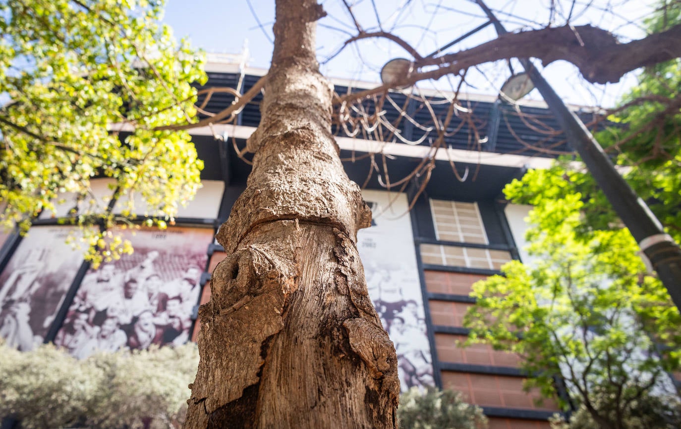 Fotos: Un ficus de Valencia «muere» tras una inyección de veneno