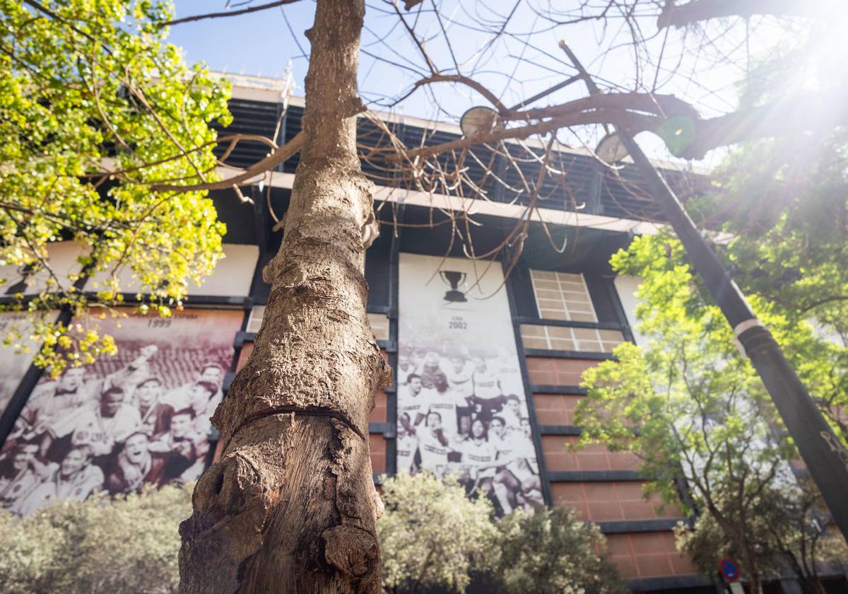 Fotos: Un ficus de Valencia «muere» tras una inyección de veneno