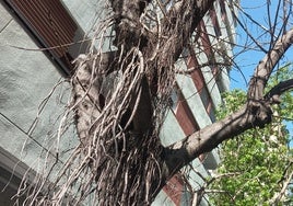 Ficus envenenado en la calle Doctor Juan Reglà.