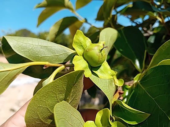 Los cultivos de caqui de la Ribera Alta, lo más perjudicados por la presencia del trips sudafricano con un 6% de fruta dañada