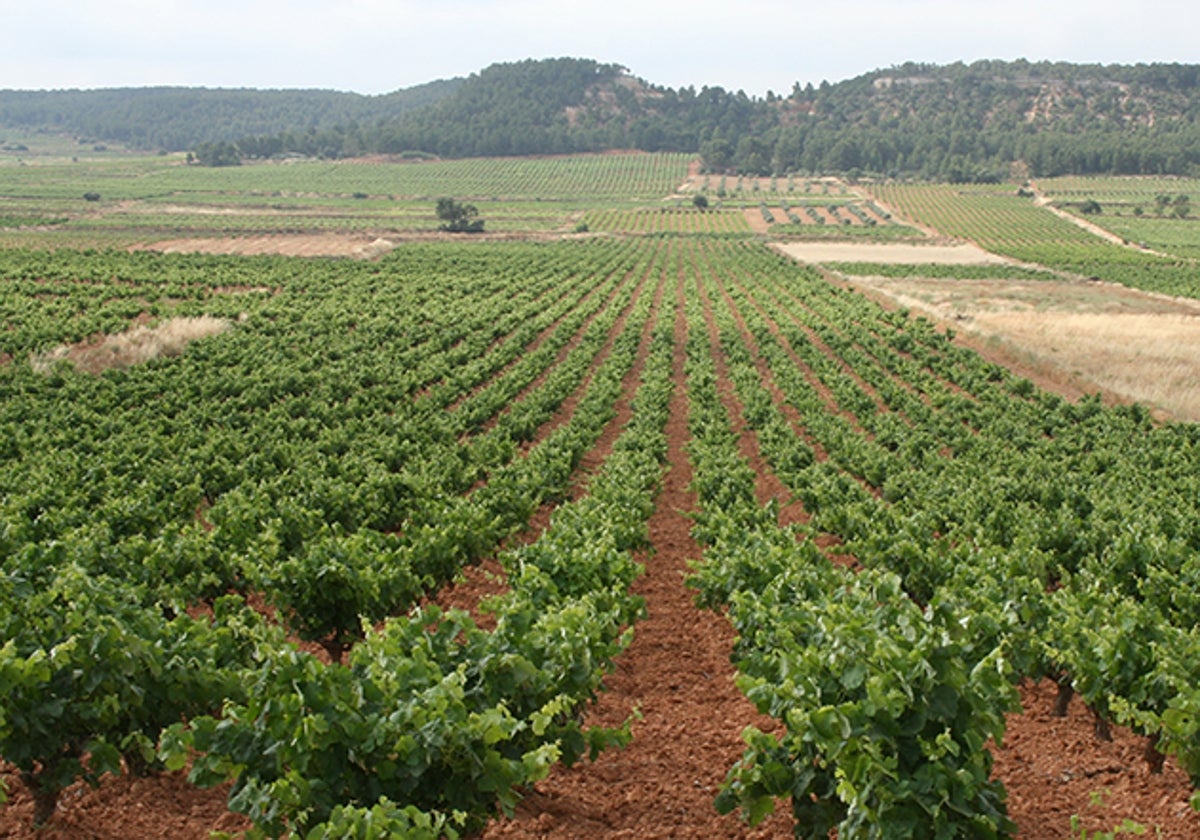 Precios históricos en la uva para cava debido a la escasez por la sequía