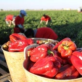 El alimento rico en colágeno que ayuda a combatir el envejecimiento