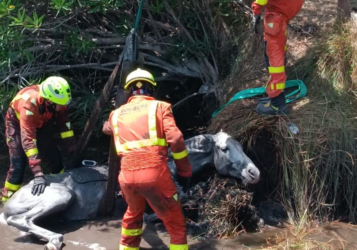 Rescatan a un menor tras caer con su caballo a la marjal de Xeresa 