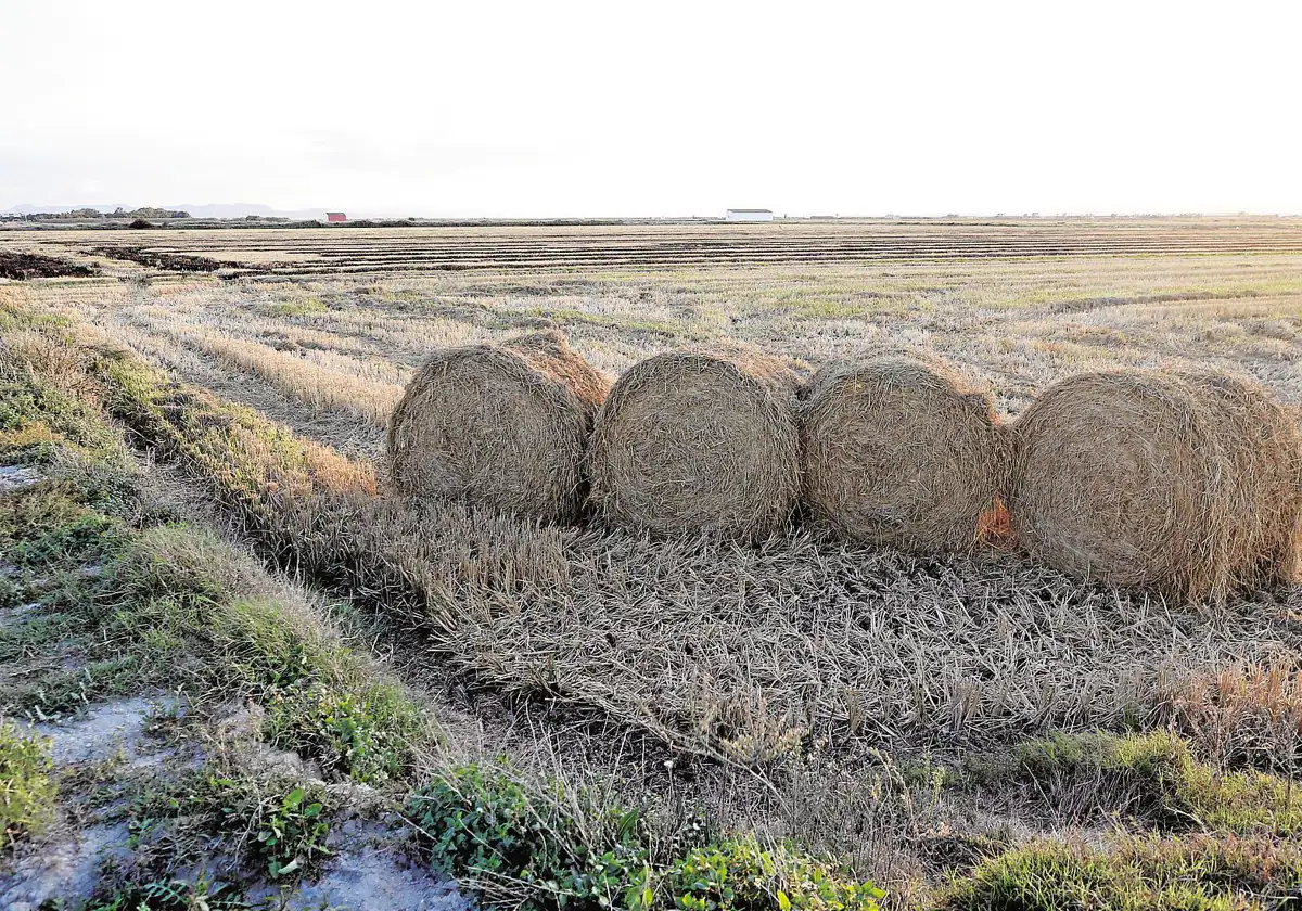 Los agricultores no saben qué hacer con la paja del arroz a un mes de la cosecha 