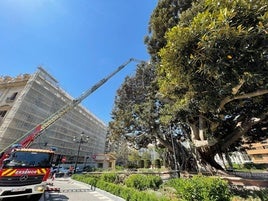 Reciente poda del ficus del Parterre de Valencia.