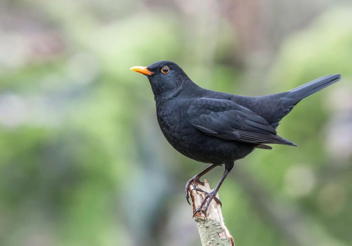 ¿Qué pájaros se ven y escuchan en la ciudad de Valencia? 