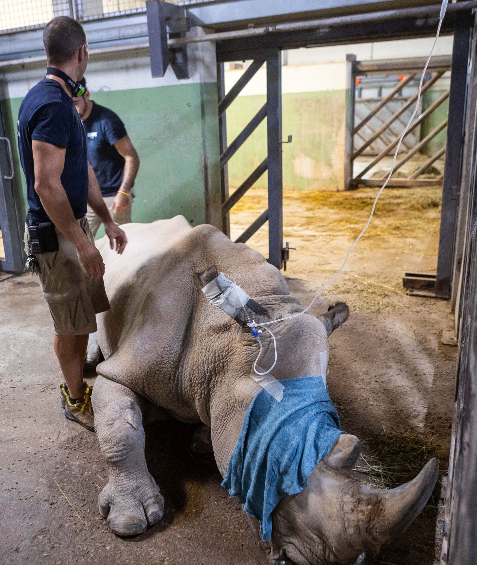 Un equipo de veterinarios arregla las muelas de una rinoceronta en el Bioparc