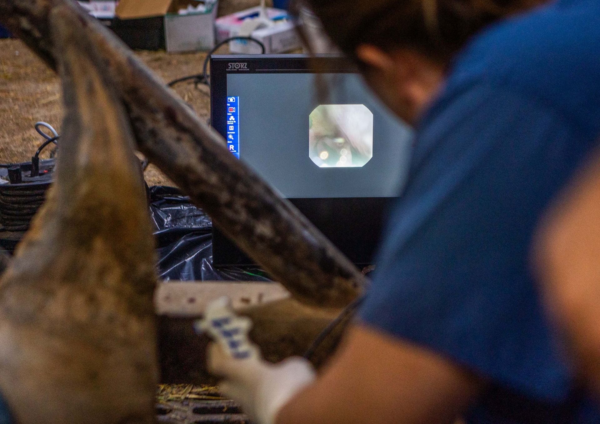 Un equipo de veterinarios arregla las muelas de una rinoceronta en el Bioparc