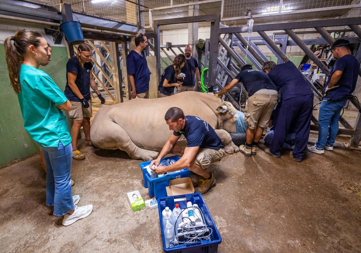 El dolor de muelas de Ami, la rinoceronta del Bioparc 