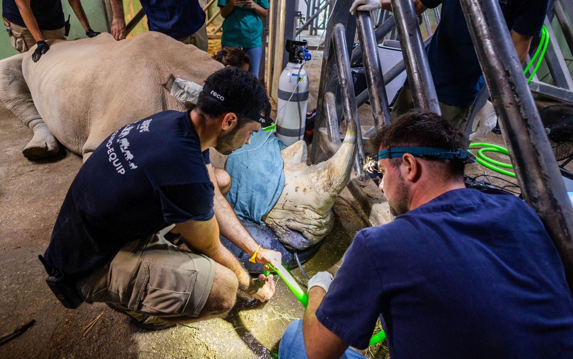 Un equipo de veterinarios arregla las muelas de una rinoceronta en el Bioparc