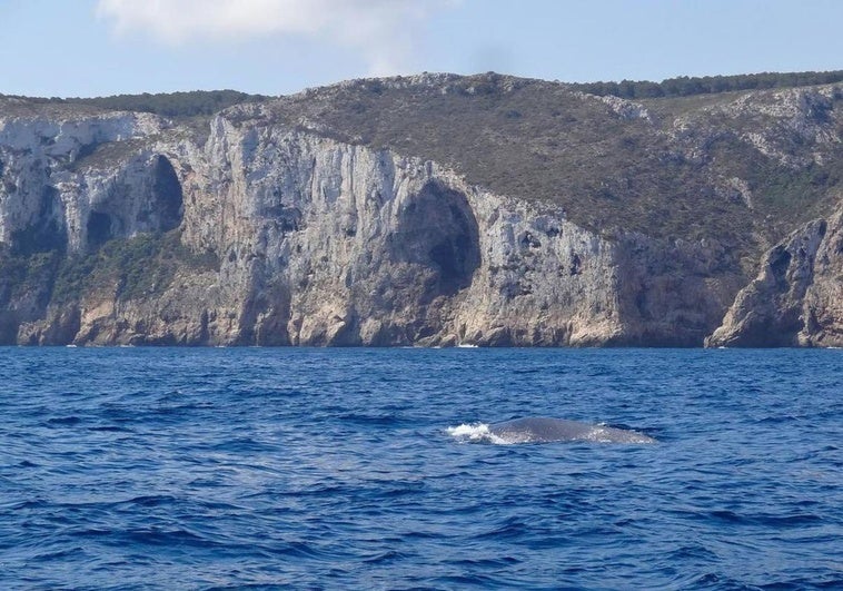 Un ejemplar de rorcual común avistado en aguas de la reserva marina, frente a la costa de Les Rotes.