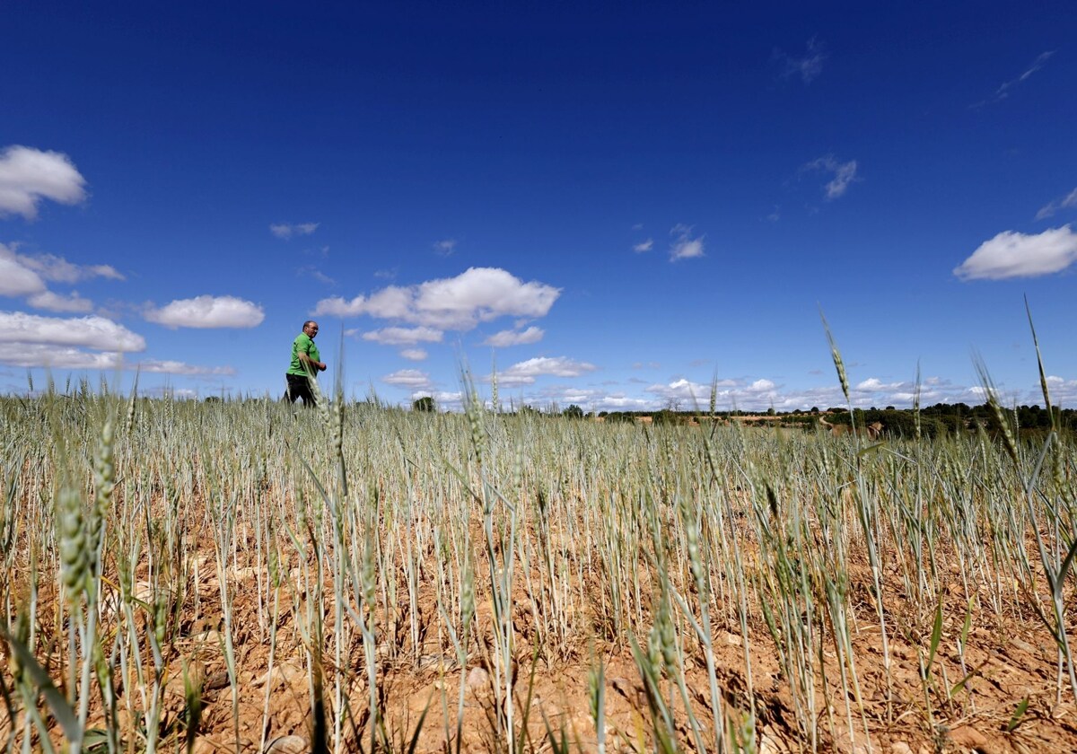 El recorte por la sequía de un 15% para los regantes mermará el agua que reciba la Albufera 