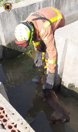 Un bombero extrae al perro del interior de la acequia.