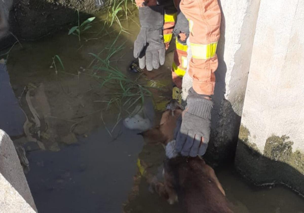 Un bombero extrae al perro del interior de la acequia.