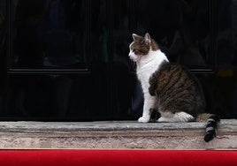 Larry, el gato que habita en el 10 de Downing Street, la residencia del primer ministro británico.