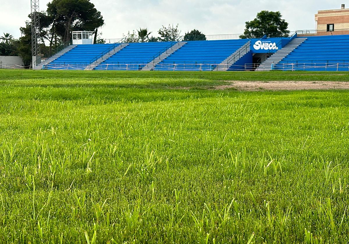 Césped del campo de Sueca.