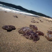 Las playas con medusas hoy en Valencia, Alicante y Castellón