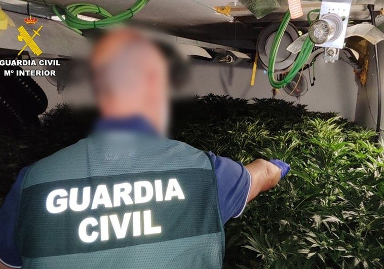 Uno de los agentes de la Benemérita junto a las plantas de marihuana.