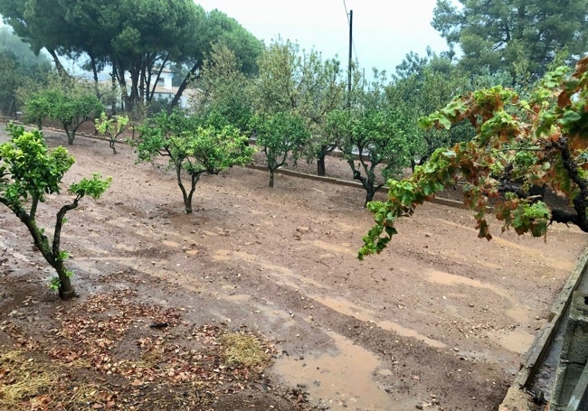 La lluvia regando campos en Dénia.