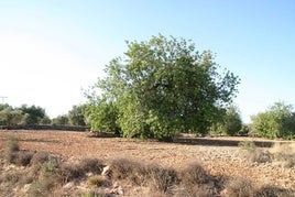 Cultivo de algarrobo en la Comunitat.