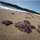 Las playas con medusas hoy en Valencia, Alicante y Castellón