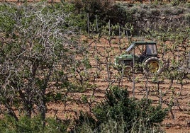 Viñas secas en la zona de Utiel durante esta campaña.